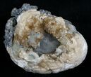 Large Crystal Filled Fossil Clam - Rucks Pit, FL #5537-1